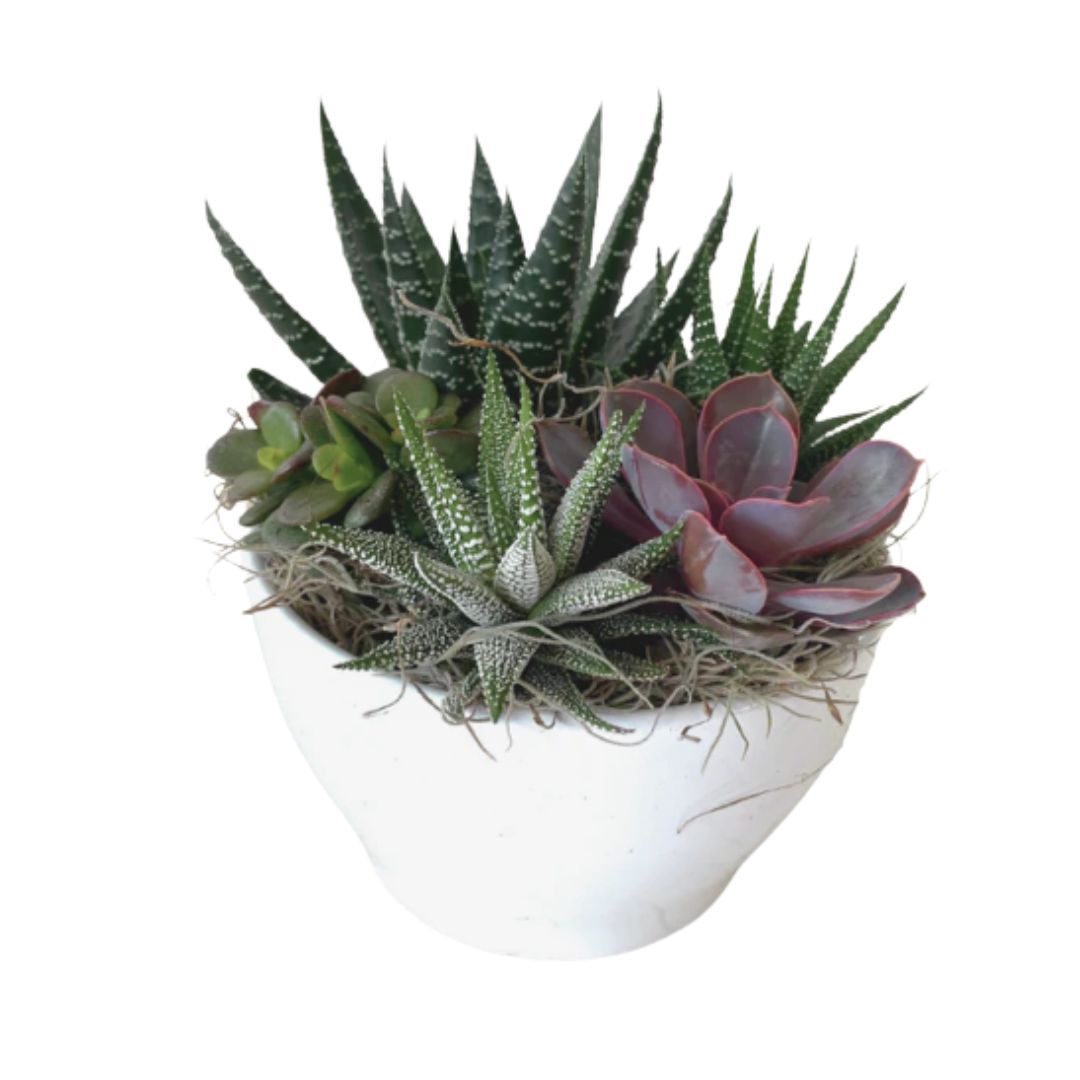 Canadiana Flowers Wonderful Wednesday Succulent