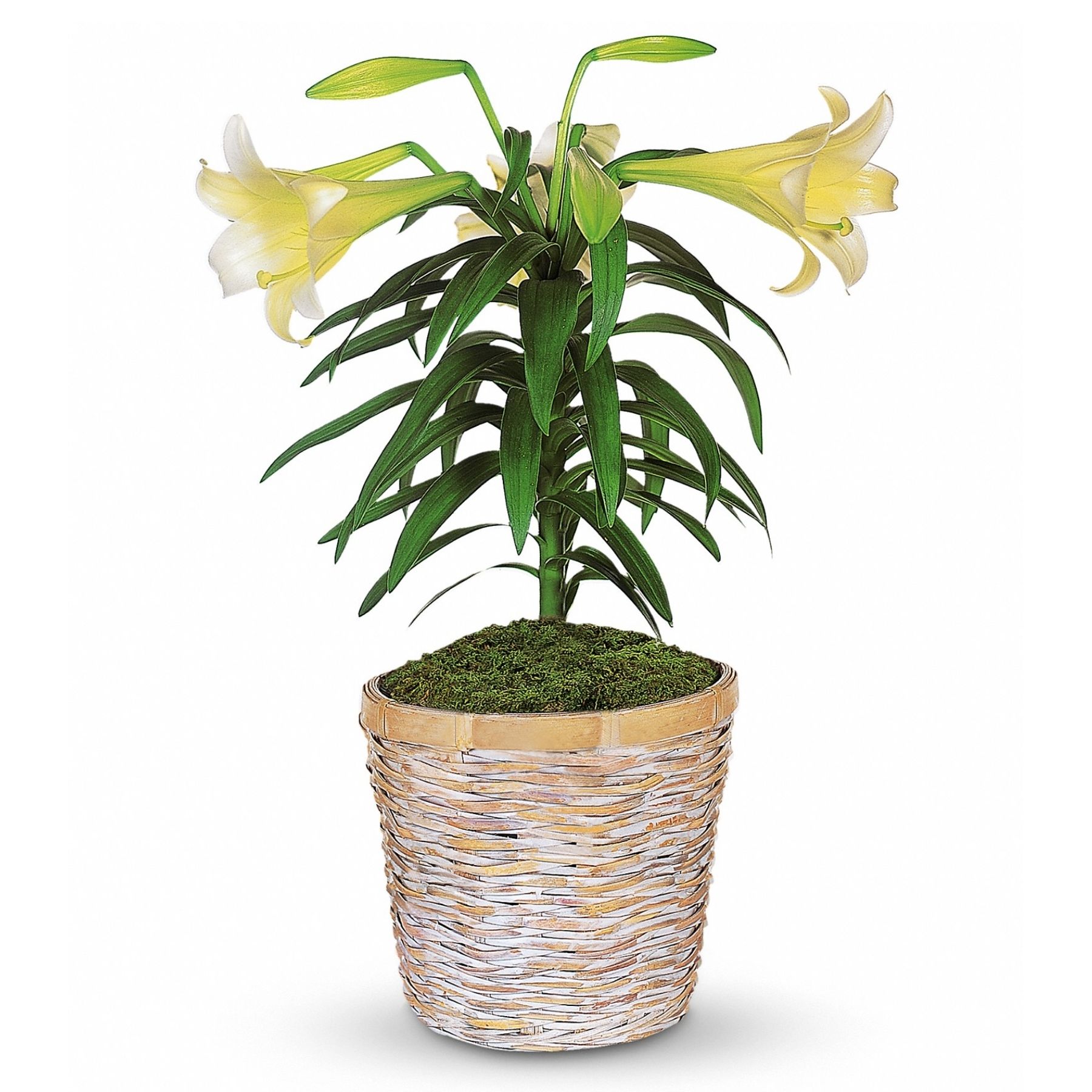 Easter Lily Plant Canadiana Flowers