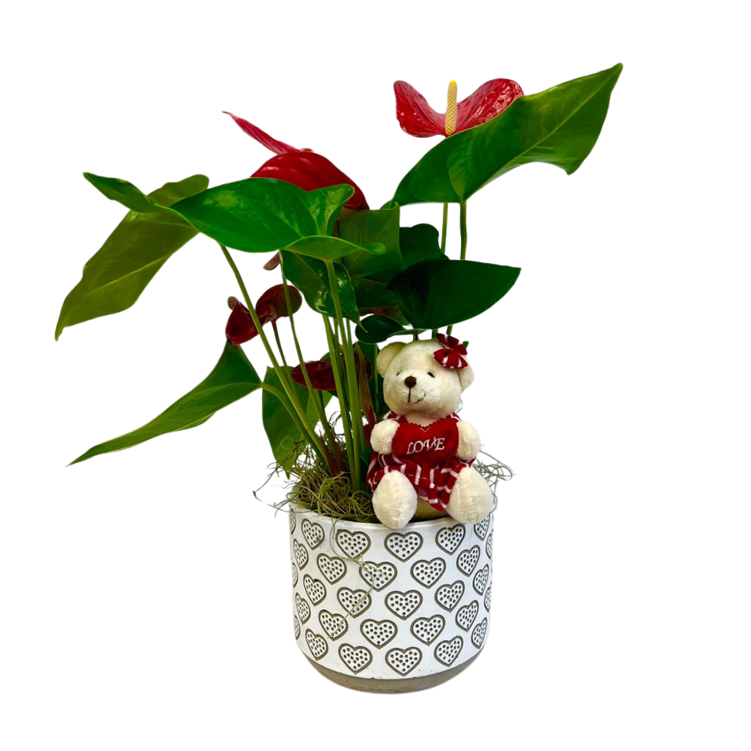 Valentines Small Anthurium Plant Canadiana Flowes