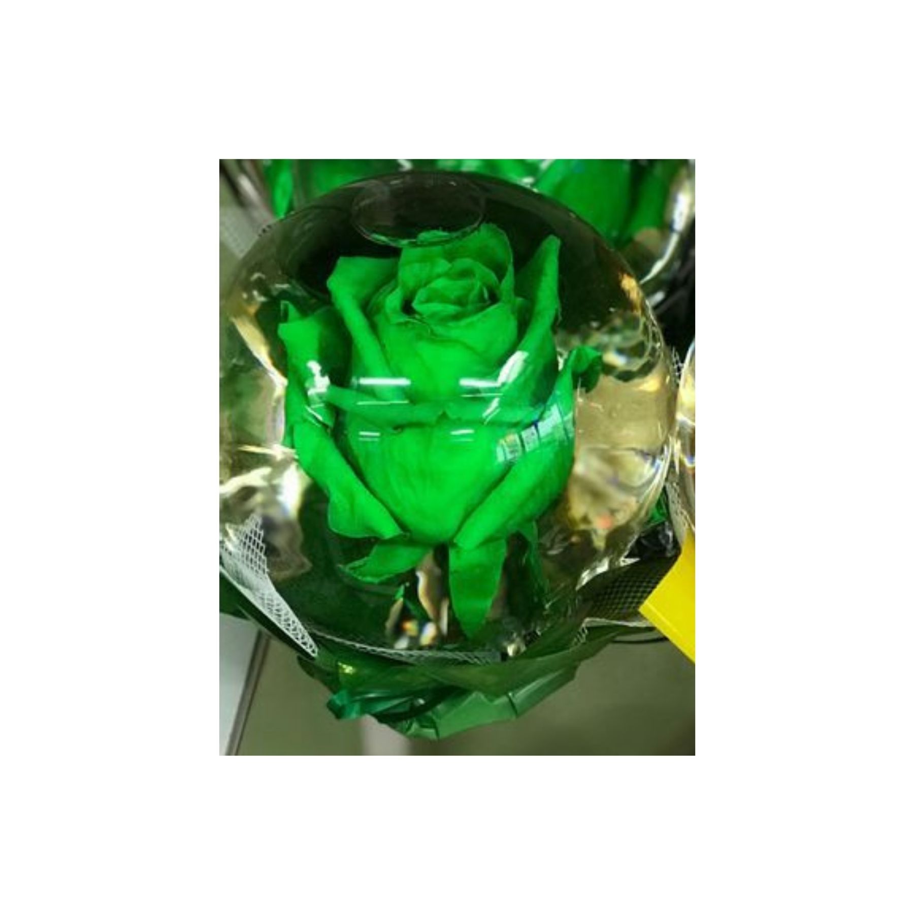 Rose Globe Canadiana Flowers Toronto, ON